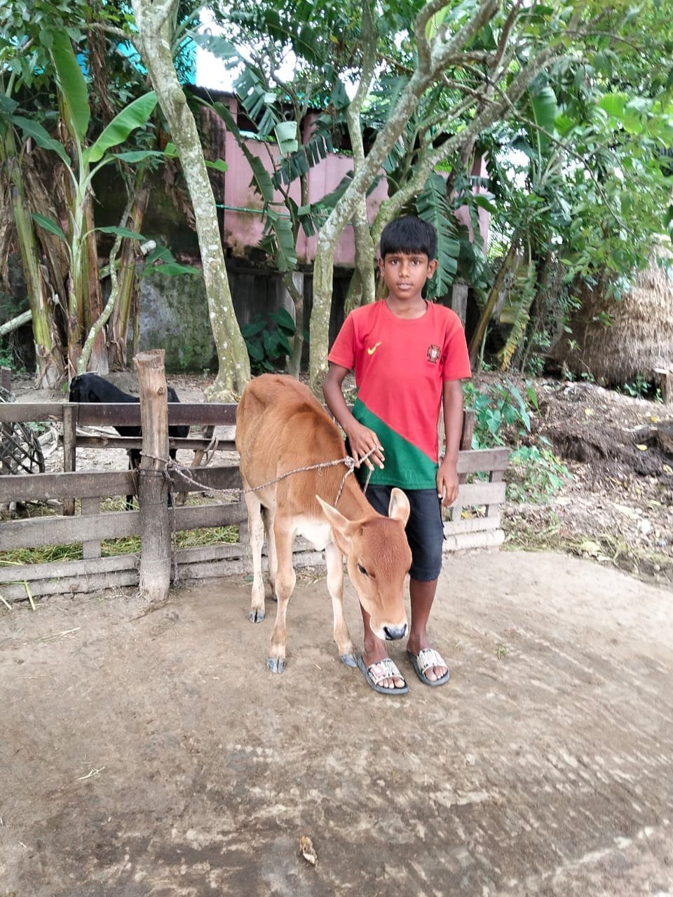 A child in a red shirt standing with a small brown calf by a wooden fence